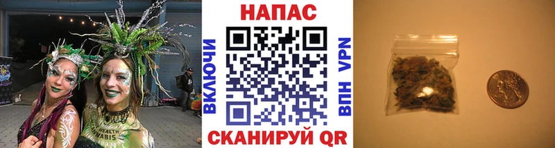 где найти   Ессентуки  Бошки марихуана семена 